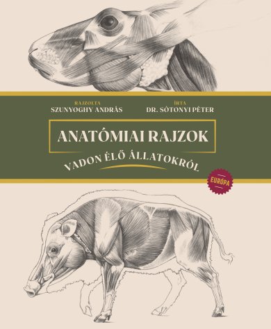 Anatómiai rajzok vadon élő állatokról